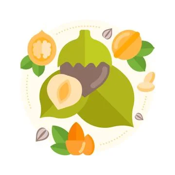 Vector Illustration of Nuts. Stock Illustration