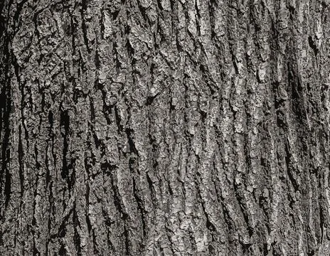 Vector illustration of Oak bark close-up. The texture of the trunk of the Q.. Stock Illustration