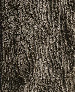 Vector illustration of Oak bark close-up. The texture of the trunk of the Q.. Stock Illustration