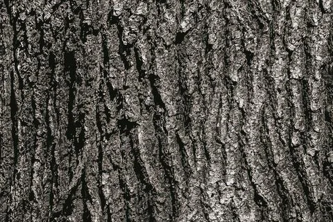 Vector illustration of Oak bark close-up. The texture of the trunk of the Q.. Stock Illustration
