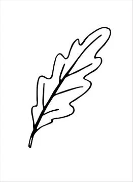 Vector illustration of an oak leaf. Doodle and outline elements of nature des Illustrazione stock