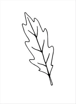 Vector illustration of an oak leaf. Doodle and outline elements of nature des Ilustración de archivo