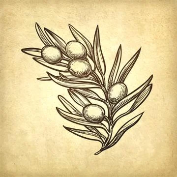Vector illustration of olive branch Stock Illustration