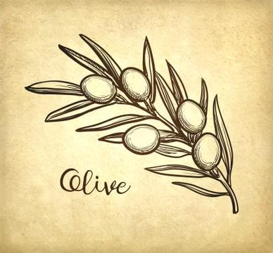 Vector illustration of olive branch. Stock Illustration