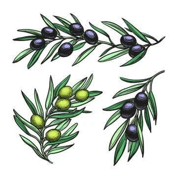 Vector illustration of olive branches. Stock Illustration