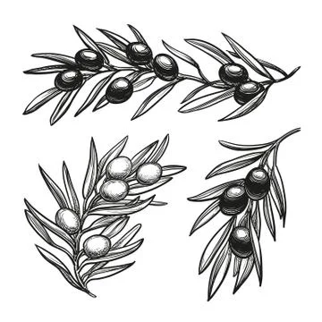 Vector illustration of olive branches Stock Illustration