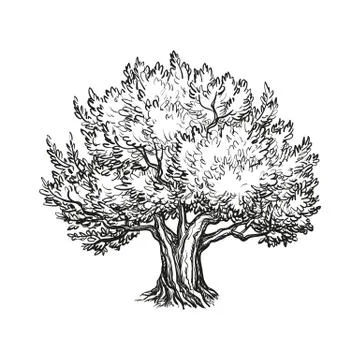 Vector illustration of olive tree Stock Illustration