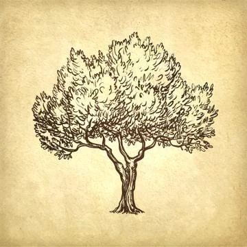 Vector illustration of olive tree Illustrazione stock