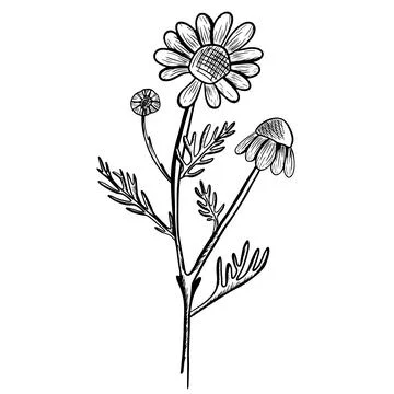Vector illustration of one blooming chamomile flower and two closed ones, w.. Stock Illustration