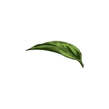 Vector illustration of one green leaf of Echinacea flower on white background. Stock Illustration
