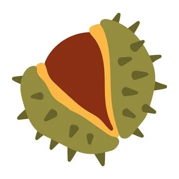 Vector illustration of an open green spiky chestnut burr revealing the brown nut Stock Illustration