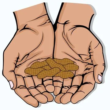Vector illustration of open hand with several peanut Stock Illustration