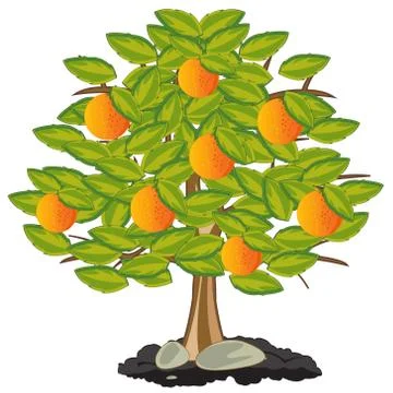 Vector illustration orange tree with ripe fruit Stock Illustration