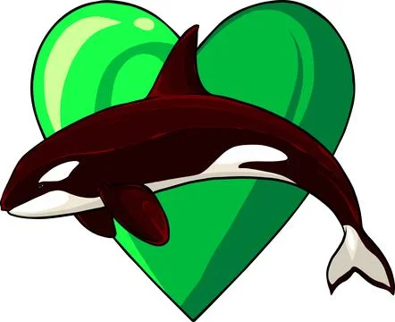 Vector illustration of Orca whale jumping on white background Stock Illustration