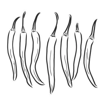 Vector illustration Outline hand drawn sketch of chili pepper , flat style, t Stock Illustration
