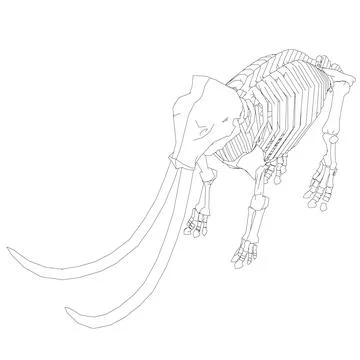 Vector Illustration of outline Mammoth Skeleton on Isolated White Background. Stock Illustration