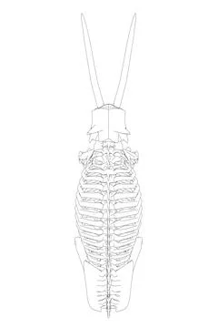 Vector Illustration of outline Mammoth Skeleton on Isolated White Background. Stock Illustration