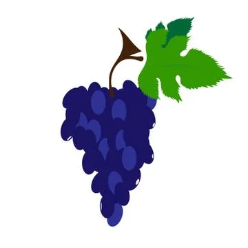 Vector illustration of painted grape on white background. Symbol of fruit, fo Ilustración de archivo