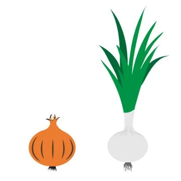 Vector illustration of painted onion and spring onion on white background. Sy Stock Illustration