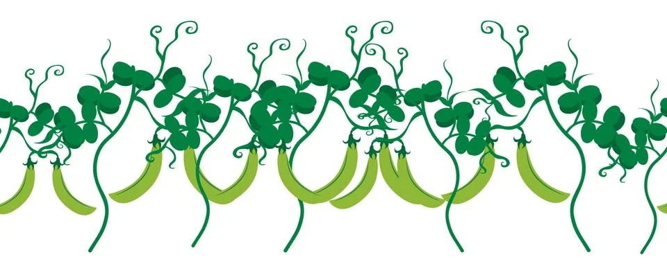 Vector illustration of painted peas on white background. Symbol of vegetable, Stock Illustration