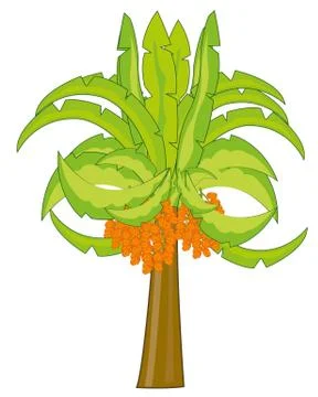 Vector illustration of the palm with fruit date イラスト素材