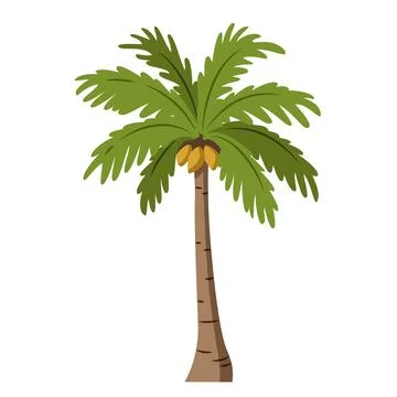 Vector illustration of a palm tree in cartoon style isolated on white backg.. Stock Illustration