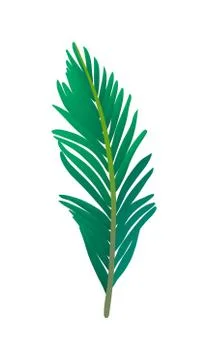 Vector illustration of palm tree leaf. Illustrazione stock