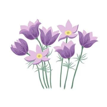Vector Illustration with pasque flowers isolated on white background. Stock Illustration