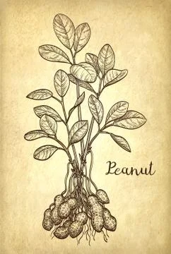 Vector illustration of peanut plant. Stock Illustration