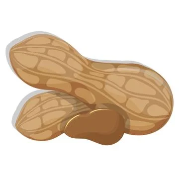 Vector illustration. Peanut on a white background Stock Illustration