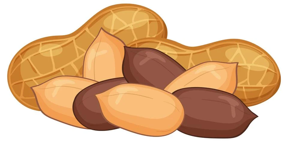 Vector Illustration of Peanuts in Shell and Shelled Nuts Illustrazione stock