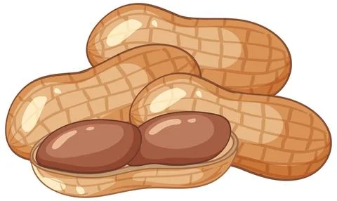 Vector Illustration of Peanuts in Shell and Cracked Open 스톡 일러스트