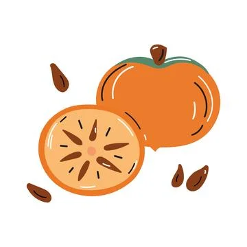 Vector illustration of persimmons whole and cut with pits in doodle style. 스톡 일러스트