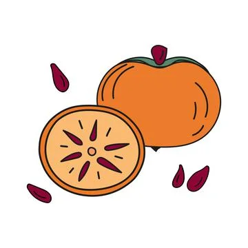 Vector illustration of persimmons whole and cut with pits in doodle style. イラスト素材