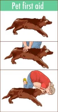 Vector illustration of a pet first aid illustration Stock Illustration