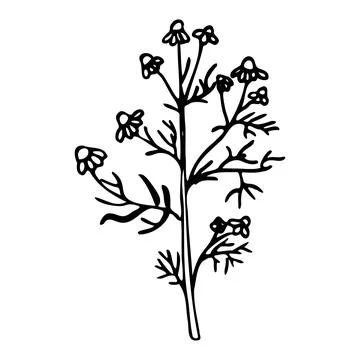 Vector illustration of pharmacy chamomile. Doodle style. Stock Illustration