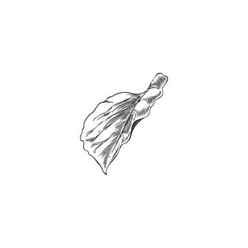 Vector illustration of physalis leaf in engraving black and white style. Stock Illustration