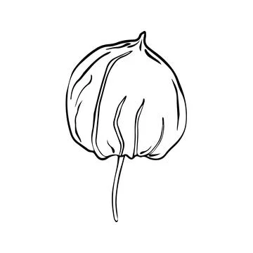 Vector illustration of physalis. Simple line drawing Superfood Physalis Tsipl Stock Illustration