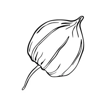 Vector illustration of physalis. Simple line drawing Superfood Physalis Tsipl Stock Illustration