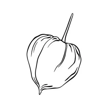 Vector illustration of physalis. Simple line drawing Superfood Physalis Tsi.. Stock Illustration