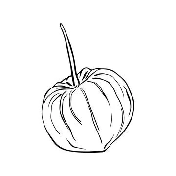 Vector illustration of physalis. Simple line drawing Superfood Physalis Tsipl Stock Illustration