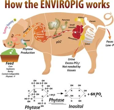 Vector illustration of  pig anatomy Stock Illustration