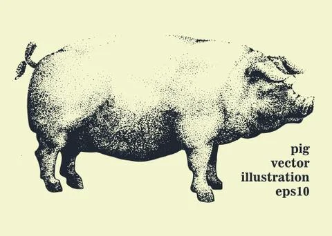Vector illustration of pig, hand drawing Stock Illustration