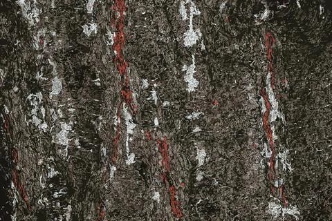 Vector illustration of Pine bark close-up. Texture of Pinus strobus or Weym.. Stock Illustration