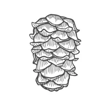 Vector illustration of pinecone Illustrazione stock