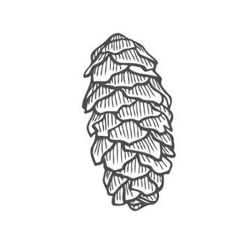 Vector illustration of pinecone Illustrazione stock