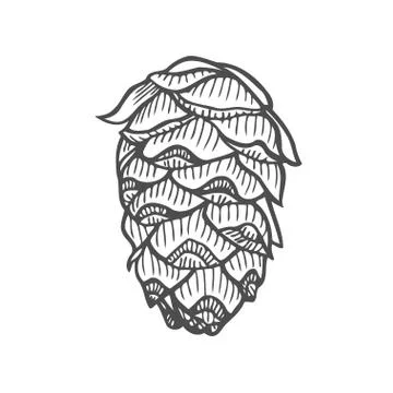 Vector illustration of pinecone Illustrazione stock