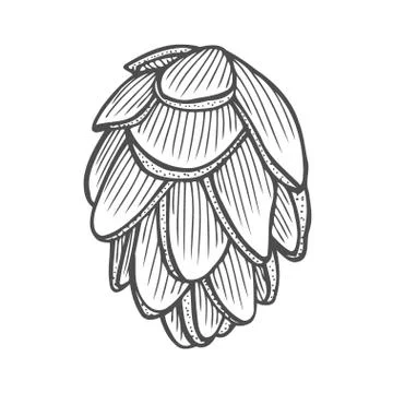 Vector illustration of pinecone Illustrazione stock