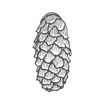 Vector illustration of pinecone Illustrazione stock