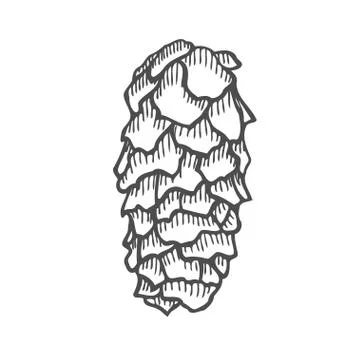 Vector illustration of pinecone Illustrazione stock